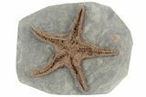 Exceptionally Preserved Fossil Starfish #213177-1